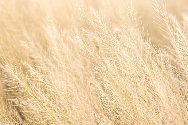 istock Yellow grass background, blurred focus,Abstract blurred grass background. Selective focus used. 2241618398