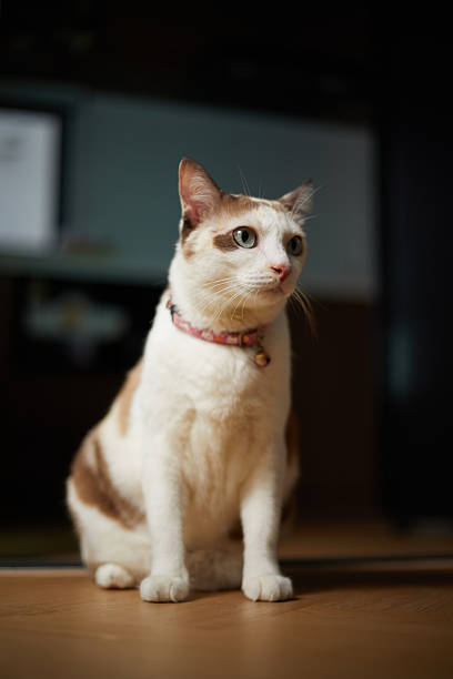 White cat on the floor in living room.