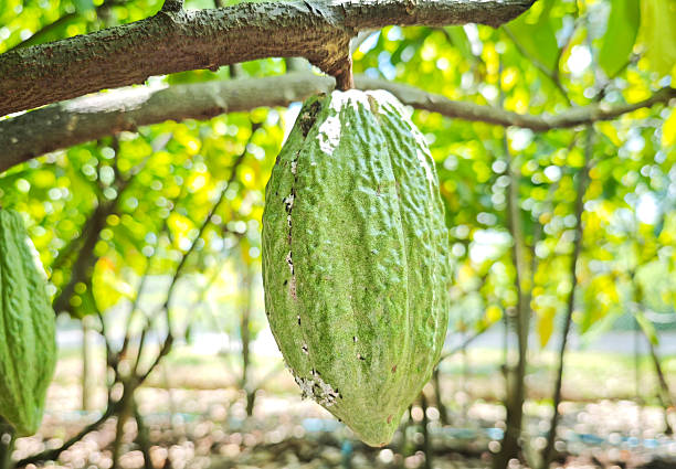 istock Cocoa pods hanging on tree in cocoa plantation 2241622170