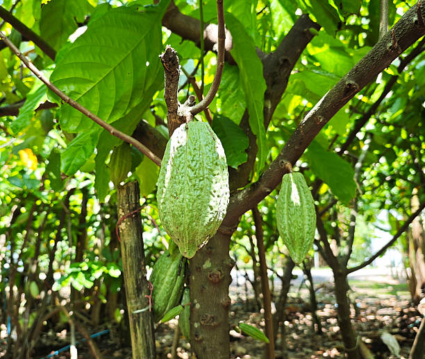 Cacao Tree Organic cocoa fruit pods in garden.