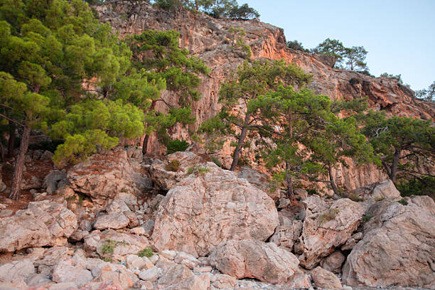 Huge rocky stones and a green tree in the middle.