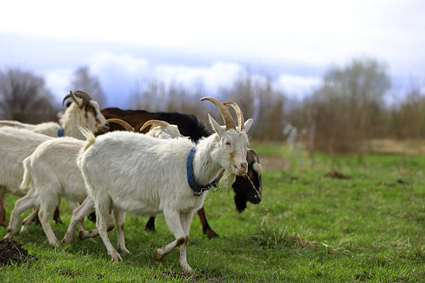 istock White and grey goats eat grass. Graze in the meadow. 2241624486