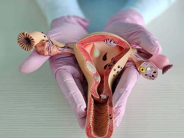 istock Educational model of human female reproductive system held hands for anatomical study 2241625796