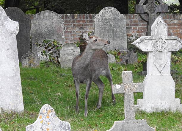 istock Front side view of a Sika deer with head turned towards the right and surrounded by gravestones in a churchyard 2241625986