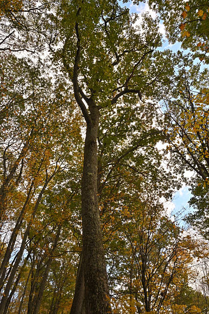 istock Northern red oak in autumn woods 2241628639