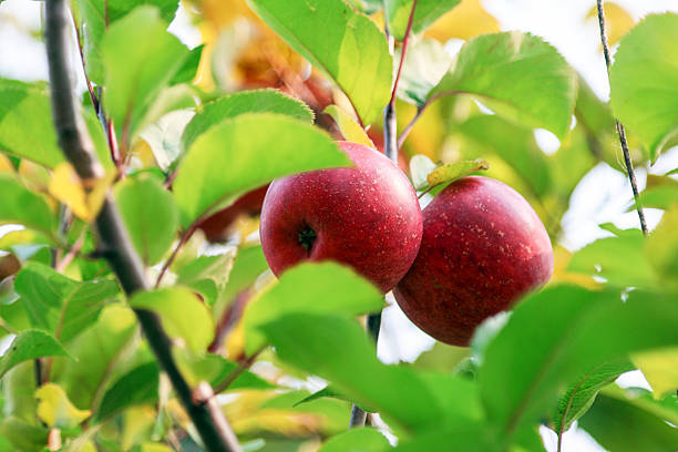istock Ripe red apples in the apple orchard 2241629250