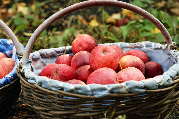 Harvested red apples in the basket