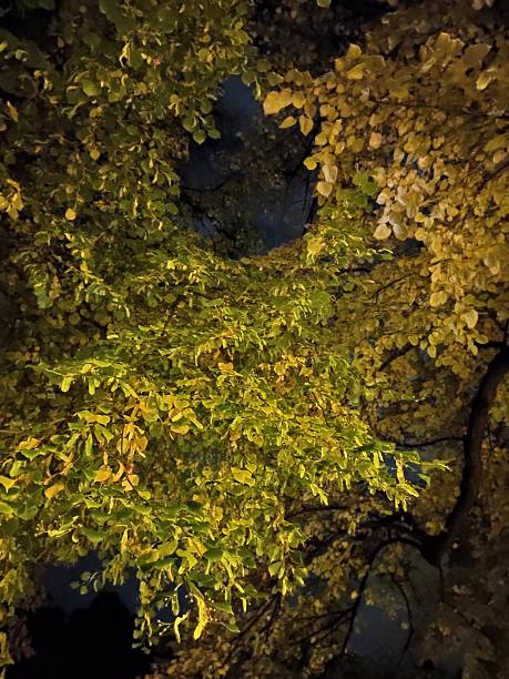 istock Beautiful autumn night images 2241631320