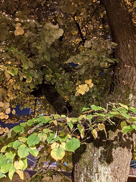 istock Beautiful autumn night images 2241631332