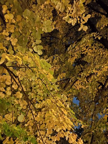 istock Beautiful autumn night images 2241631801