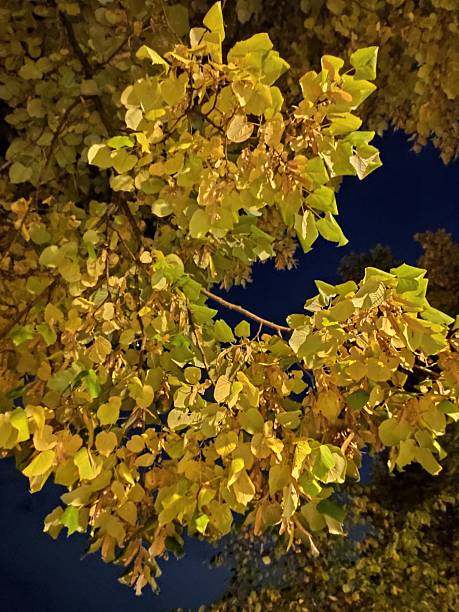 istock Beautiful autumn night images 2241631961