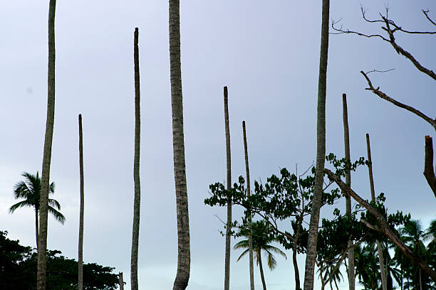 Explore a captivating scene of tall palm trees silhouetted against a cloudy sky. This tranquil landscape captures the essence of tropical beauty and serenity.