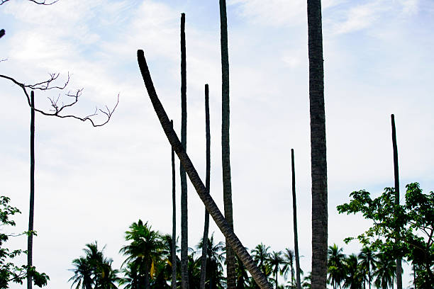 coconut tree
