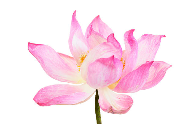 istock Elegant Pink Lotus Flower on a White Background for Tranquil Settings 2241632569