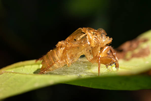 Usually shortly before the summer monsoon begins, apache cicada nymphs crawl from underground and onto a sturdy surface where they then break out of their nymph husk and mature into an adult winged cicada. Then the high-pitched buzzing begins.
