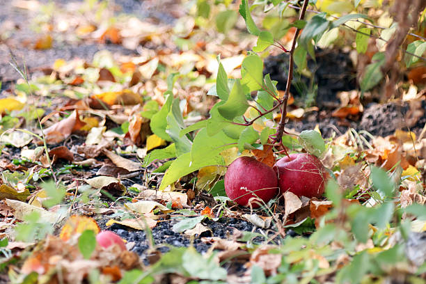 Organic apples in the apple orchard
