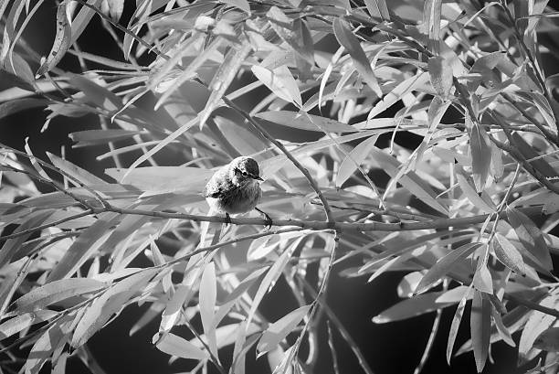 The Common Chiffchaff, like most members of the Phylloscopus genus, is a very small bird.