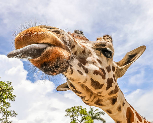 A humorous and charming closeup of a giraffe sticking out its tongue, captured against a natural backdrop. The giraffe’s expressive eyes, patterned fur, and playful gesture highlight the unique beauty and personality of this iconic animal. Perfect for wildlife, humor, and educational themes.