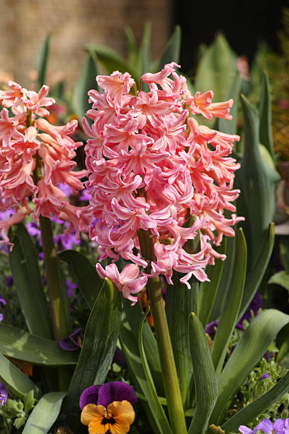 istock Hyacinthus orientalis 'Fondant' 2241634443