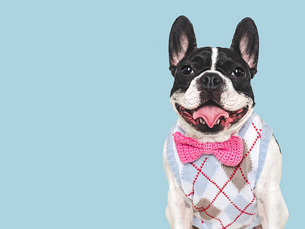 istock Lovable puppy and bow tie. Studio shot 2241634688