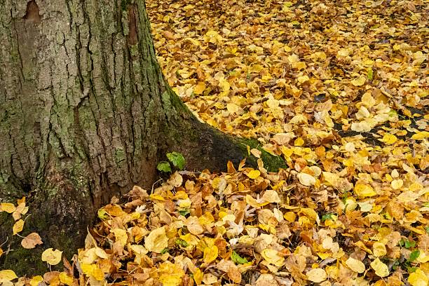 istock Tree trunk with vibrant yellow autumn leaves covering ground 2241634701
