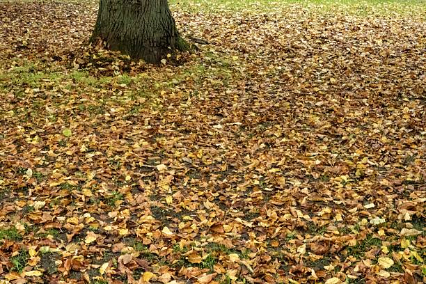 Brown and yellow autumn leaves scattering across green grass near a tree base