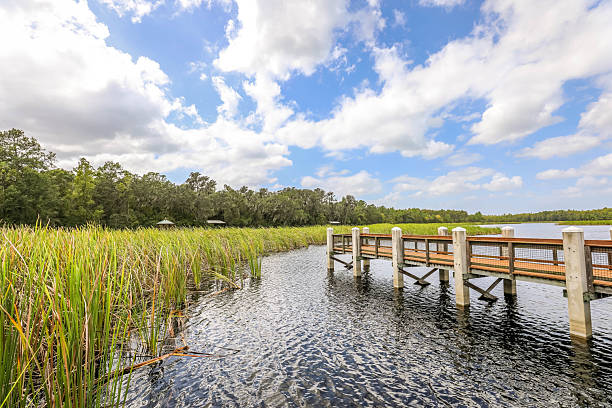 istock Serene Fishing Dock on a Florida Lake under Blue Sky 2241635621