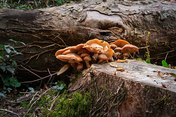 istock Mushrooms Growing on a Tree Stump in Forest 2241636199