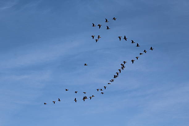istock Flock of migratory birds 2241638097