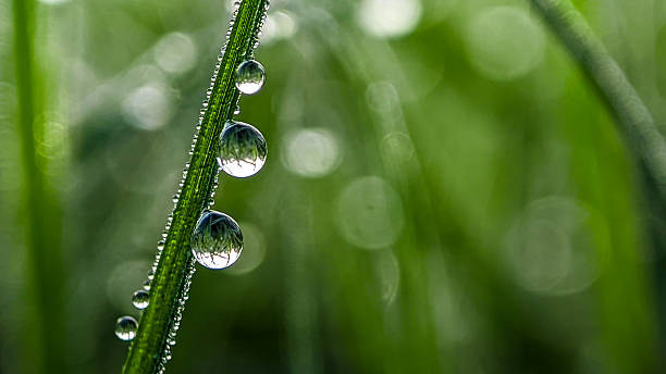 istock Morning dew on the grass 2241638871