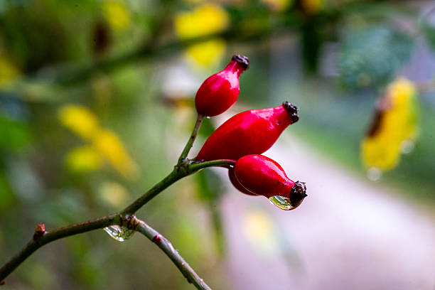A macro photograph of red rose hips on a branch with fresh water droplets after rain. Natural background with soft bokeh. Ideal for concepts of nature, autumn, freshness, and growth.