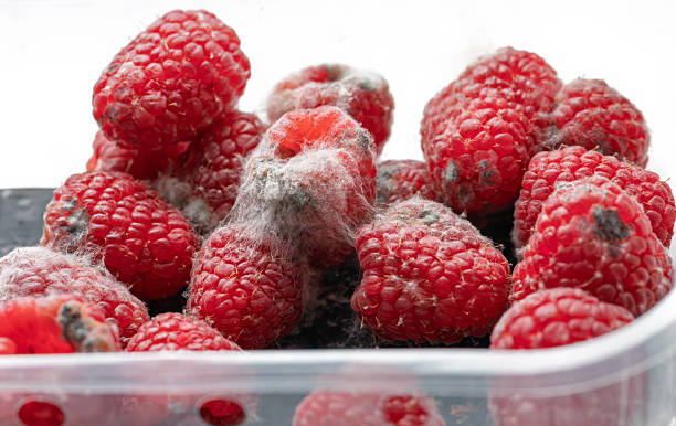 Raspberries Infested with White Mold in Close-Up View on Dark Surface