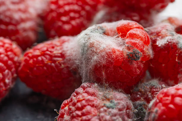 Raspberries Infested with White Mold in Close-Up View on Dark Surface