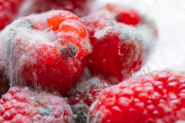 A white bowl filled with fresh raspberries and water, sitting delicately on a bed of snow, capturing the refreshing beauty of nature in winter