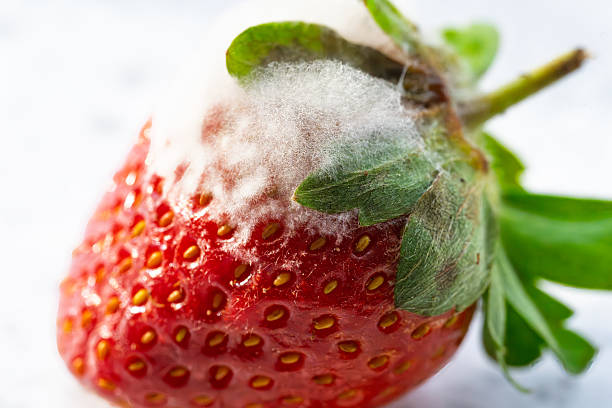 istock Strawberry with white mold growth showing spoilage on isolated white background 2241641175