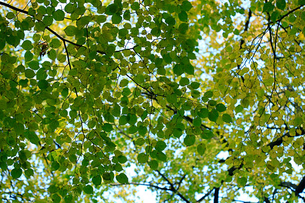 Colorful autumn leaves on nature background