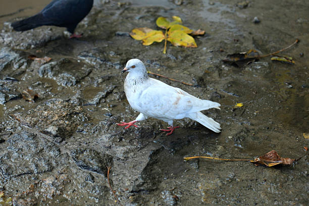 White dove in dirty puddle
