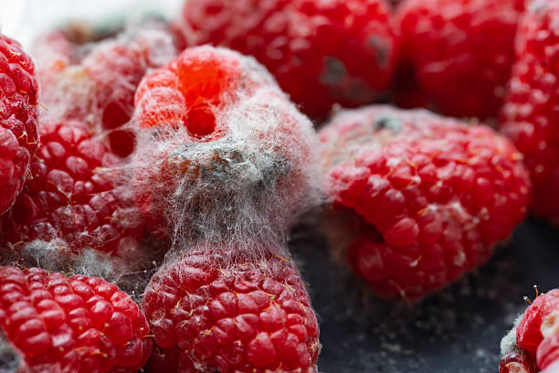 Raspberries Infested with White Mold in Close-Up View on Dark Surface