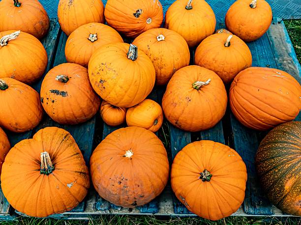 Pile of harvested pumpkins, along California coast, with a dramatic cloudy sky in the background.Taken in Santa Cruz, California, USA.