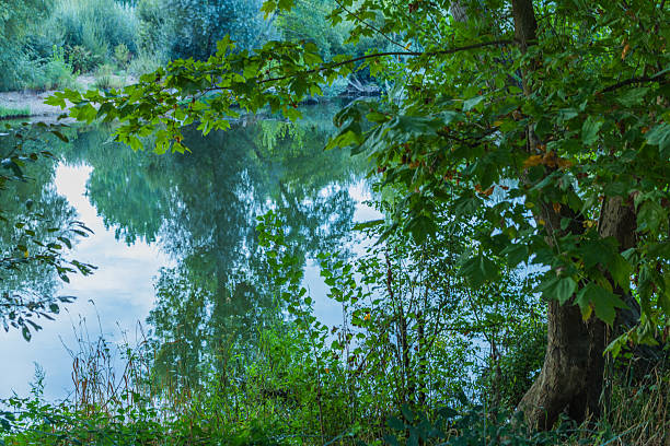 istock A serene river scene framed by lush green foliage, with trees and sky perfectly mirrored in the calm water. 2241644849