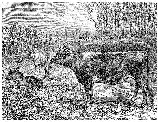 Antique magazine image: New England farm, Jersey cattle