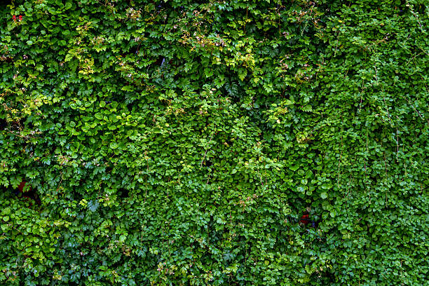 istock A dense array of living plants creates a vivid green surface with diverse foliage. 2241647457