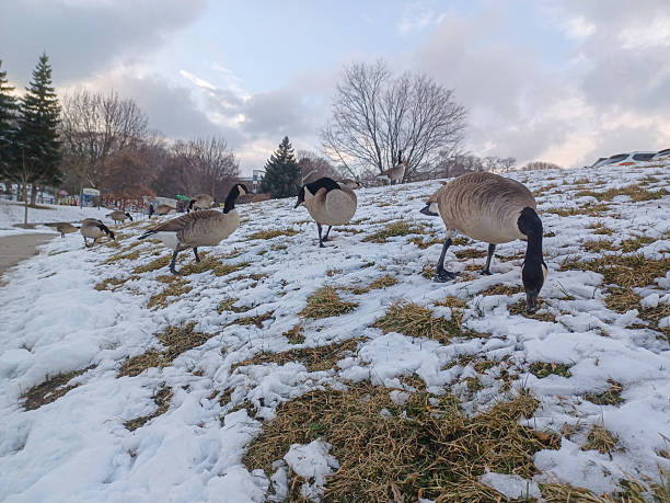 istock Canada Geese Forage In Snow 2241647949