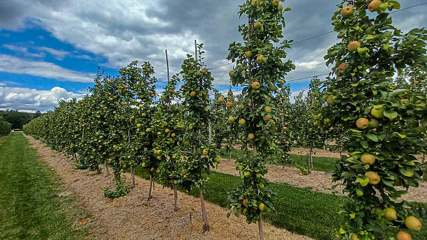 istock Rows of Apple Trees In Orchard 2241647983