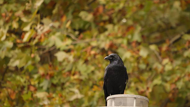 istock Solitary Black Crow Perched Against Autumn Foliage 2241650166