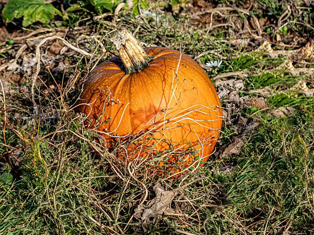 Pumpkins shining in the Autumn sunlight at a pumpkin patch.  Shot in Washington state, USA.