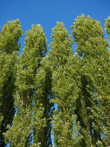 istock Tall green poplar trees with dense foliage against a clear blue sky on a sunny day 2241656789