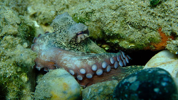 istock Common octopus (Octopus vulgaris) close-up undersea, Aegean Sea 2241657132