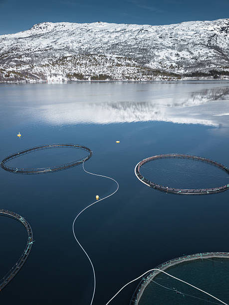 istock fish farm in Norway 2241657140