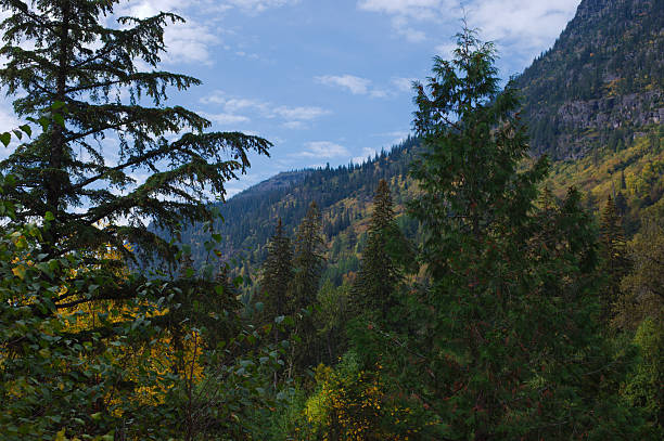 istock Tranquil Mountain Forest Scene With Golden Fall Foliage And Fallen Logs Glacier National Park Montana. 2241658755